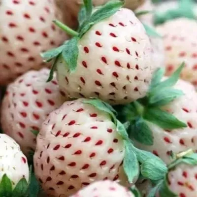 Клубника АНАНАСА ремонтантная — описание сорта Клубника АНАНАСА ремонтантная в Одинцове