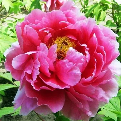 Пион ВОСХОД СОЛНЦА древовидный  Пион ВОСХОД СОЛНЦА древовидный в Одинцове