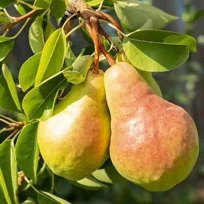 Летние сорта  Летние сорта в Одинцове