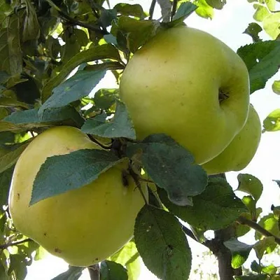 Яблоня АНТОНОВКА ОБЫКНОВЕННАЯ  Яблоня Антоновка Обыкновенная в Одинцове