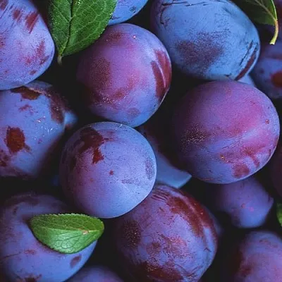 Слива  Слива в Одинцове