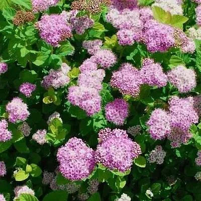 Спирея ПИНК СПАРКЛЕР в Одинцове