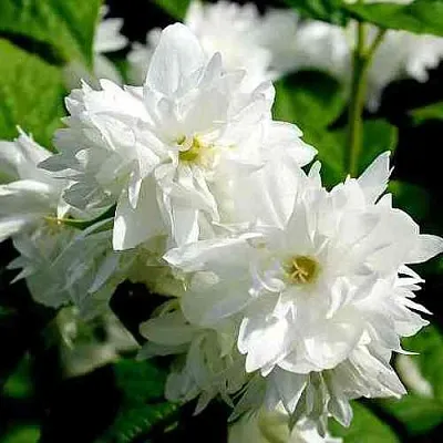 Жасмин ДАМ БЛАНШ  Жасмин ДАМ БЛАНШ в Одинцове