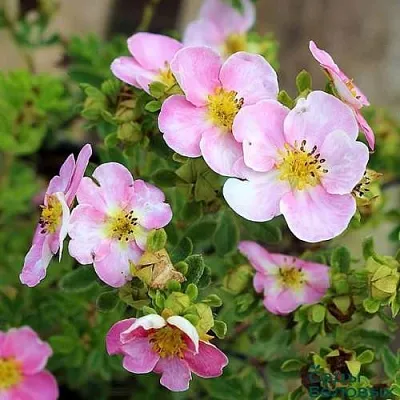 Лапчатка НЬЮ ДАУН кустарниковая  Лапчатка НЬЮ ДАУН кустарниковая в Одинцове