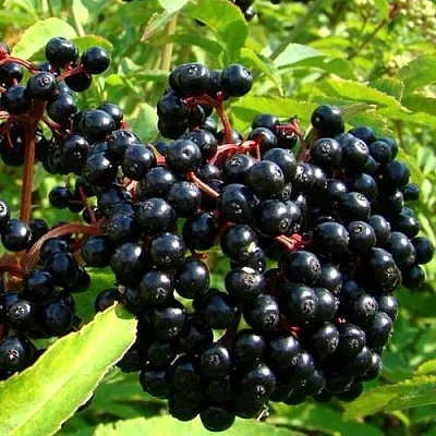 Бузина  Бузина в Одинцове