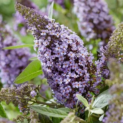 Буддлея давида БАТТЕРФЛЯЙ КАНДИ ЛИЛА СВИТХАРТ  Буддлея давида БАТТЕРФЛЯЙ КАНДИ ЛИЛА СВИТХАРТ в Одинцове