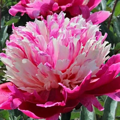 Пион ДЕЙДРИМ травянистый  Пион ДЕЙДРИМ травянистый в Одинцове