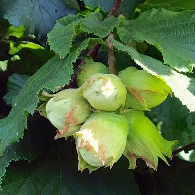 Фундук ТАМБОВСКИЙ РАННИЙ  Фундук ТАМБОВСКИЙ РАННИЙ в Одинцове