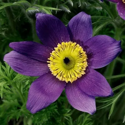 Прострел ПИНВИЛ БЛЮ ШЕЙДЕС в Одинцове