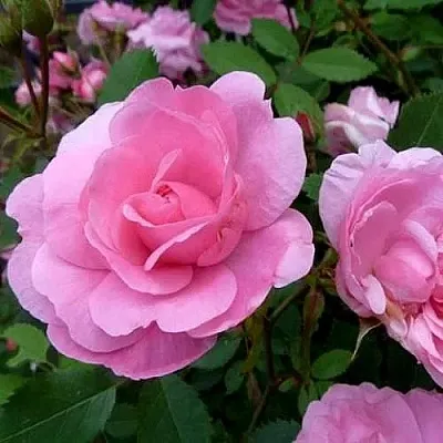 Саженцы роз ДЖОН ДЭВИС плетистая  Саженцы роз ДЖОН ДЭВИС плетистая в Одинцове