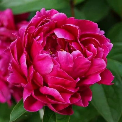 Пион ЛУИ ВАН-ГУТТ травянистый  Пион ЛУИ ВАН-ГУТТ травянистый в Одинцове