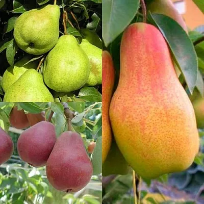 Комплект ГРУШЕВОЕ АССОРТИ в Одинцове