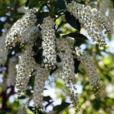 Черемуха виргинская ШУБЕРТ  Черемуха виргинская ШУБЕРТ в Одинцове