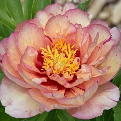 Пион КЭЛЛИС МЕМОРИ ито-гибрид  Пион КЭЛЛИС МЕМОРИ ито-гибрид в Одинцове