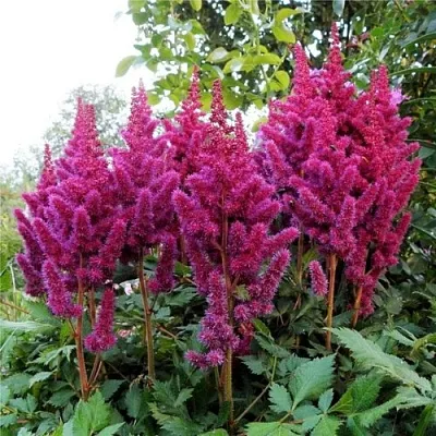 Астильба ВИЖНС китайская  Астильба ВИЖНС китайская в Одинцове