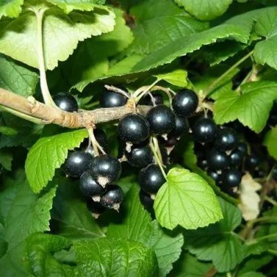 Смородина чёрная БАГИРА в Одинцове