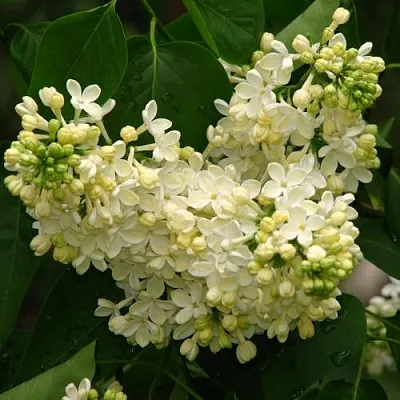 Сирень ПРИМРОУЗ в Одинцове