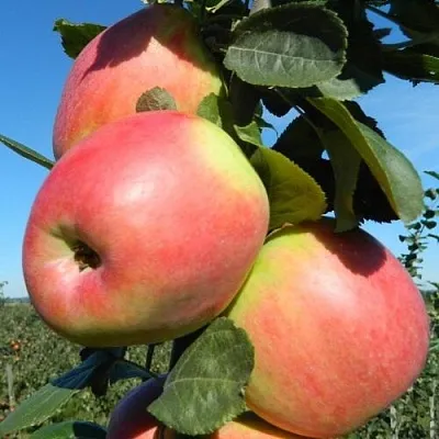 Яблоня БРЯНСКОЕ РОЗОВОЕ  Яблоня БРЯНСКОЕ РОЗОВОЕ в Одинцове