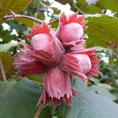 Фундук СКАРЛЕТТ  Фундук СКАРЛЕТТ в Одинцове