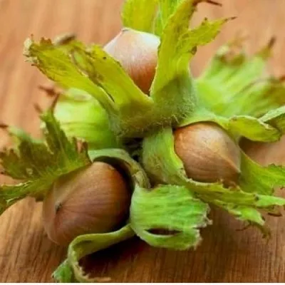 Фундук ГИГАНТ ТАМБОВСКИЙ  Фундук ГИГАНТ ТАМБОВСКИЙ в Одинцове