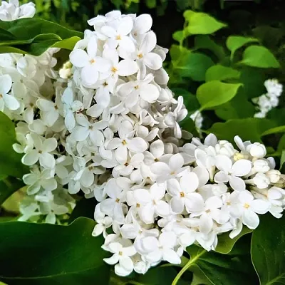 Сирень МАЛЕНЬКИЙ ПРИНЦ  Сирень МАЛЕНЬКИЙ ПРИНЦ в Одинцове