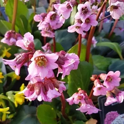 Бадан БЭБИ ДОЛЛ  Бадан БЭБИ ДОЛЛ в Одинцове