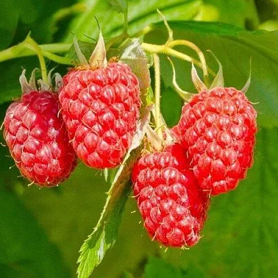 Малина ИЗОБИЛЬНАЯ  Малина ИЗОБИЛЬНАЯ в Одинцове