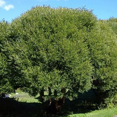 Ива ломкая   Ива ломкая  в Одинцове