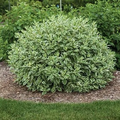 Дерен ЭЛЕГАНТИССИМА белый в Одинцове