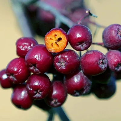 Рябина сладкоплодная  Рябина сладкоплодная в Одинцове