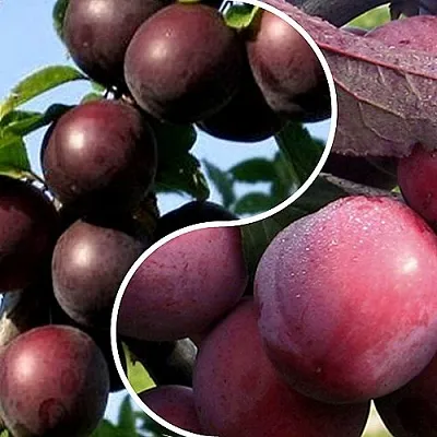 Комплект ИЗЮМИНКА САДА в Одинцове