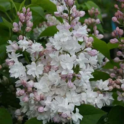 Сирень КРАСАВИЦА МОСКВЫ  Сирень КРАСАВИЦА МОСКВЫ в Одинцове