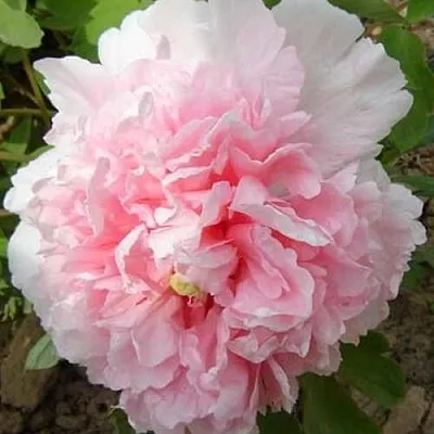 Пион БУКЕТ РОЗОВЫХ ГВОЗДИК древовидный  Пион БУКЕТ РОЗОВЫХ ГВОЗДИК древовидный в Одинцове