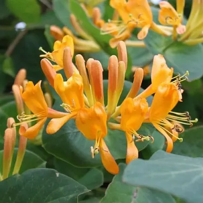 Жимолость ТЕЛЬМАНА в Одинцове