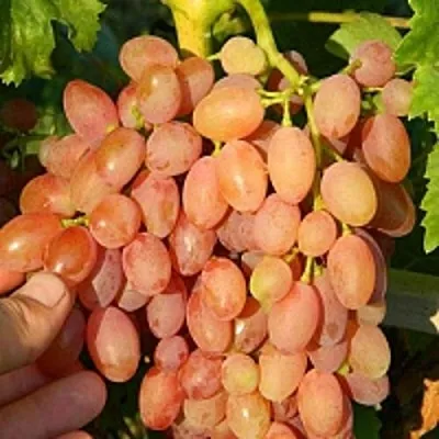 Виноград КИШМИШ ЛУЧИСТЫЙ  Виноград КИШМИШ ЛУЧИСТЫЙ в Одинцове