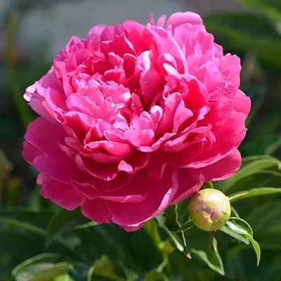 Пион БУШЕЛА травянистый  Пион БУШЕЛА травянистый в Одинцове