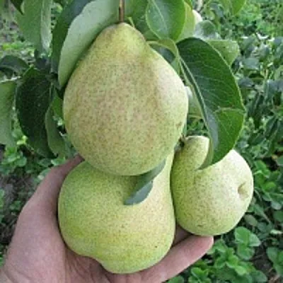 Груша КУДЕСНИЦА  Груша КУДЕСНИЦА в Одинцове