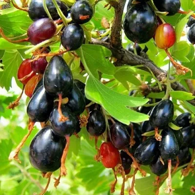 Смородина золотистая БОКАЛИНСКАЯ  Смородина золотистая БОКАЛИНСКАЯ в Одинцове