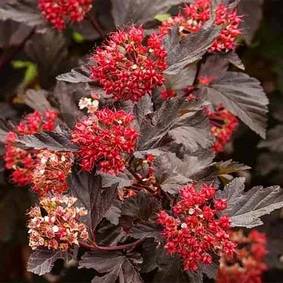 Пузыреплодник РЕД БАРОН  Пузыреплодник РЕД БАРОН в Одинцове