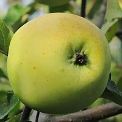 Яблоня РОССИЯНКА  Яблоня РОССИЯНКА в Одинцове