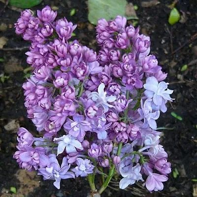 Сирень НАДЕЖДА в Одинцове