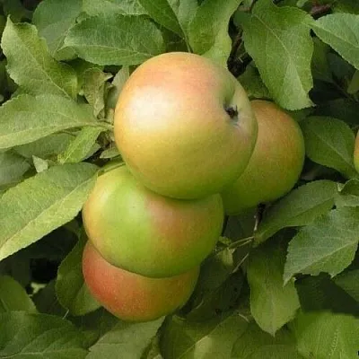 Яблоня ВЕРБНОЕ  Яблоня ВЕРБНОЕ в Одинцове