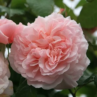 Саженцы роз РОЗ ДЕ ТОЛБИАК плетистая  Саженцы роз РОЗ ДЕ ТОЛБИАК плетистая в Одинцове