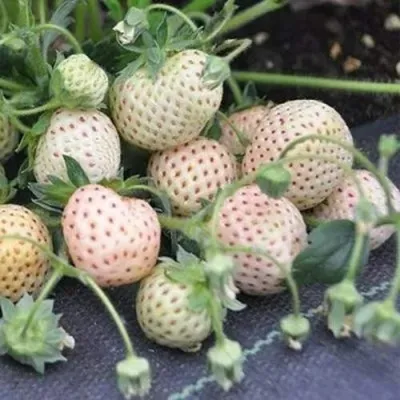 Клубника АНАНАСА ремонтантная — описание сорта Клубника АНАНАСА ремонтантная в Одинцове