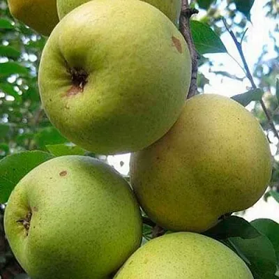 Груша РОГНЕДА  Груша РОГНЕДА в Одинцове