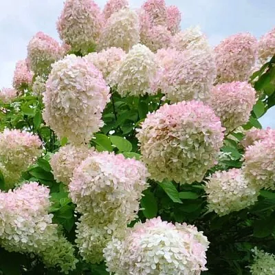 Гортензия ГРАНДИФЛОРА метельчатая  Гортензия ГРАНДИФЛОРА метельчатая в Одинцове