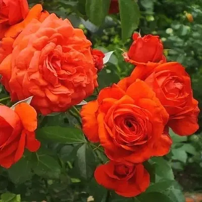 Саженцы роз МАЙНТАУЭР плетистая  Саженцы роз МАЙНТАУЭР плетистая в Одинцове