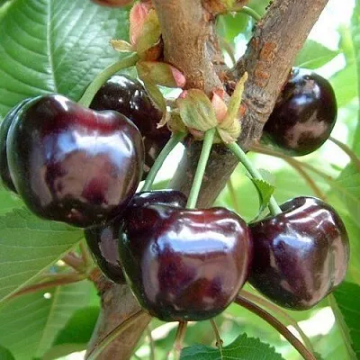 Черешня МУСКАТНАЯ в Одинцове