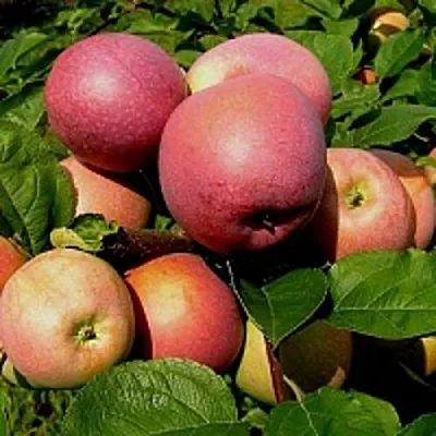 Яблоня СЛАВА ПОБЕДИТЕЛЯМ в Одинцове