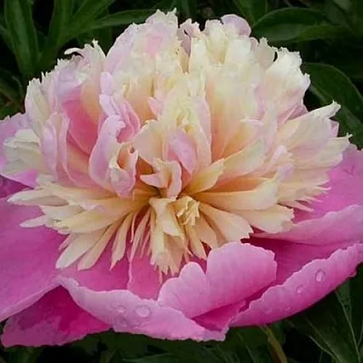 Пион ВЕСЕННЯЯ ПАЛИТРА травянистый  Пион ВЕСЕННЯЯ ПАЛИТРА травянистый в Одинцове